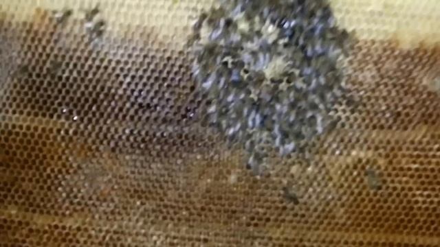 Что происходит с поздними маленькими роями в природе? ( Эксперимент ) Пчеловодство. смотреть онлайн