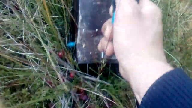 ОБЗОР КОМБАЙНА для сбора КЛЮКВЫ/сбор клюквы/клюква смотреть онлайн