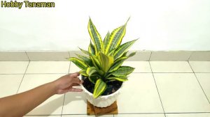 Sansevieria Gold Banner Cantik Dan Unik !