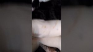 Большая мамочка кормит Детей!!!