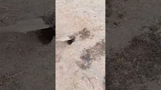 посадка картофеля 10 мая 2022 г. смотреть онлайн