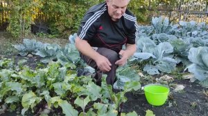 Когда убирать свеклу? Какие признаки показывают, что это время пришло?