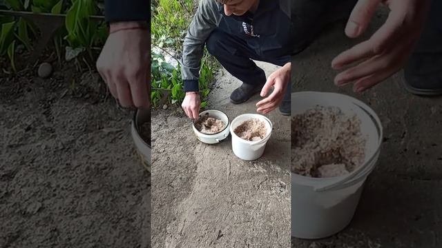 Отзыв шарпея Аскета о натуральном корме для собак - Каша с мясом 