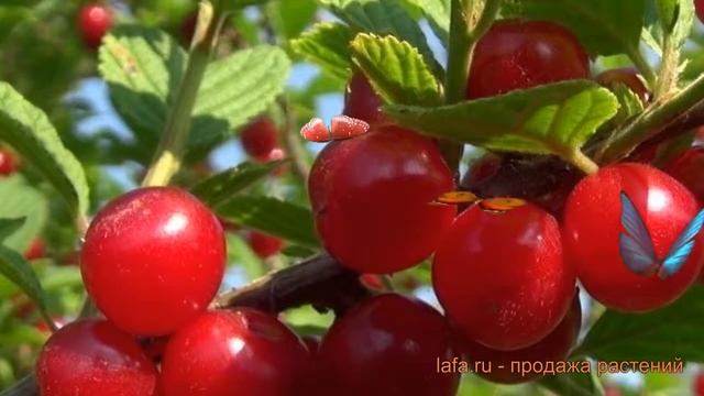 Вишня войлочная Томентоза (prunus tomentosa) ? Томентоза обзор: как сажать, саженцы вишни Томентоза