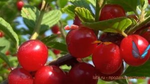 Вишня войлочная Томентоза (prunus tomentosa) ? Томентоза обзор: как сажать, саженцы вишни Томентоза