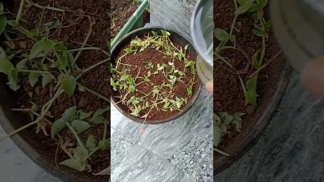 Propogating turtle vine #turtlevine #turtlevineideas #balconygarden #terracegarden #organic