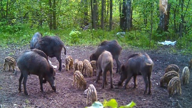 Лес полон чудес смотреть онлайн
