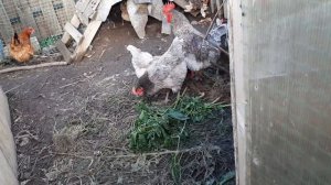 Бройлерная утка мулард....Убираю перцы, огурцы... ПРОДАЖИ