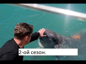 Сериал «Дельфин» 2 ой сезон  Анонс и точная дата выхода