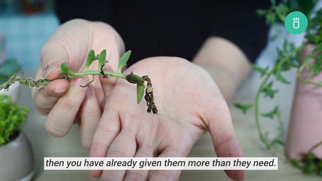 BEST TIPS: HOW TO CARE FOR STRING OF DOLPHINS | SENECIO PEREGRINUS смотреть онлайн