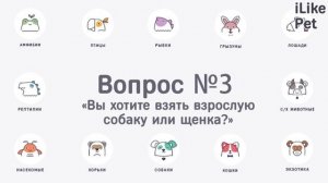 5 вопросов, которые нужно задать себе перед тем, как взять собаку из приюта
