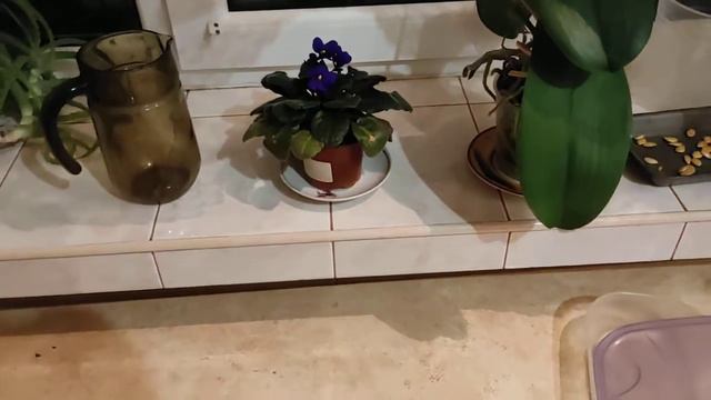 🧀 обзор на сырок