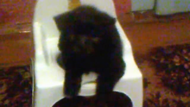 Щенок пытается сходить на горшок смотреть онлайн