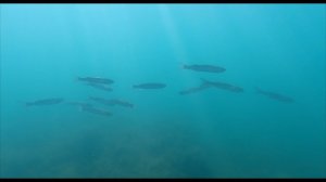 RockTheFish - подводные съемки #1