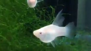 Белый меченосец Альбинос от Aquashop Guy