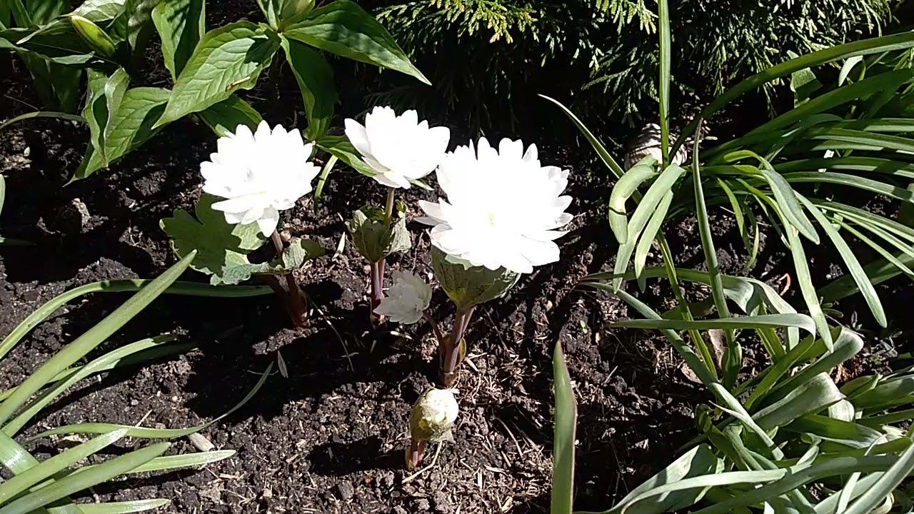 Сангвинария канадская махровая Флоре плено смотреть онлайн