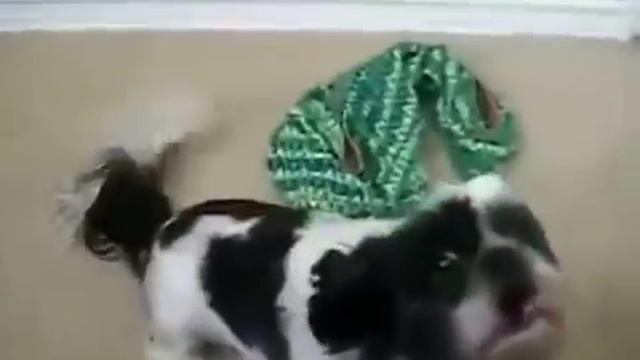 Собака орет как человек Dog barks like a man!!! смотреть онлайн