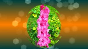 Футаж. Цветочный фон 122