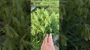 Трава ☘️ Оносма лекарственная суровых горах? Цумада район? серьёзная тема для здоровья ????