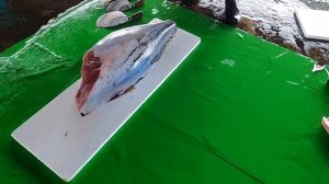 How to cut giant Marlin and Tuna using a Special Knife