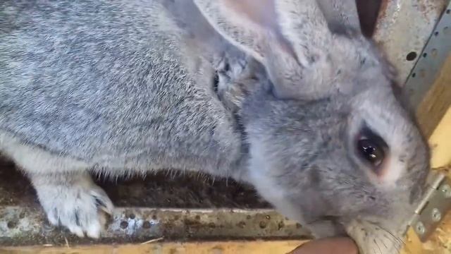 Как НЕЛЬЗЯ строить клетки для кроликов. смотреть онлайн