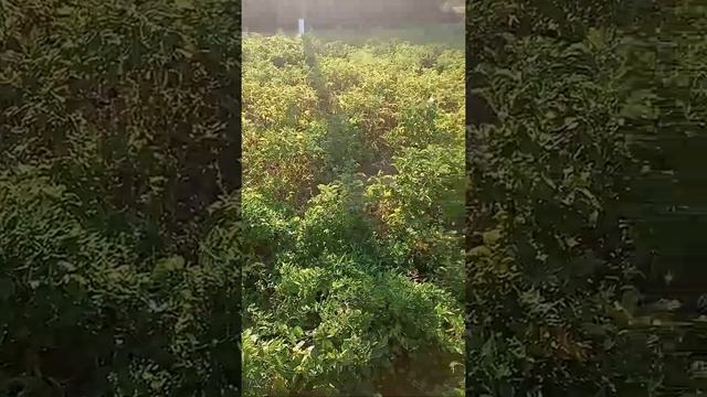 эксперимент. Картофель из ростков. Украина. Сарпо Мира. 2021. част 5 смотреть онлайн