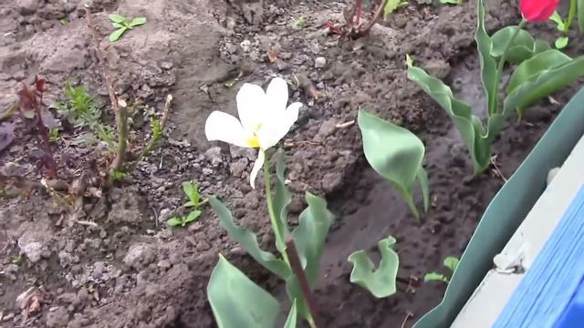 Тюльпаны в моем саду. смотреть онлайн