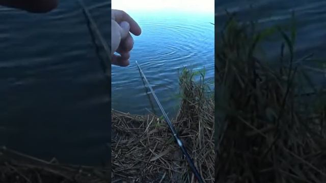 Прикормил и Карп клюнул🎣