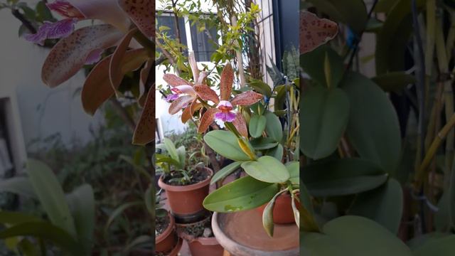 #Cattleya Forbesii x Guttata o Tigrina 👏👏👏👏👏❤🌱🌷⭐❤ смотреть онлайн