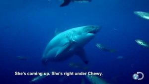 Самая большая белая акула