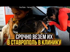 Едем в Ставрополь, Делаем ОПЕРАЦИИ, рентген и узи Микке,Раде,Оливке