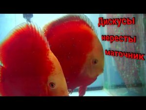 Зимнее разведение Дискусов на разводне