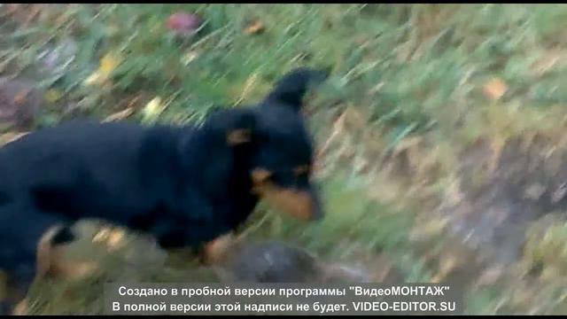 Щенок и крыса. смотреть онлайн