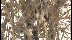 Felidae против Homo Sapiens / Cat protection in Moscow