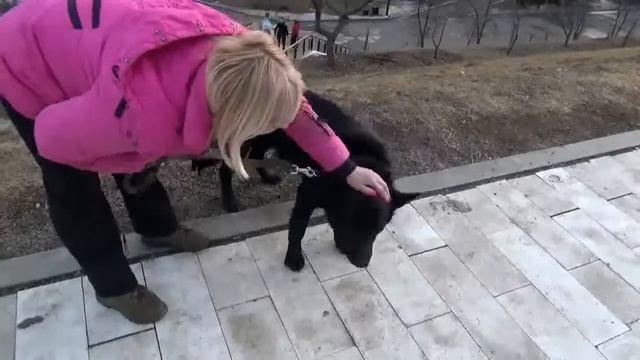 Отдам собаку для охраны смотреть онлайн