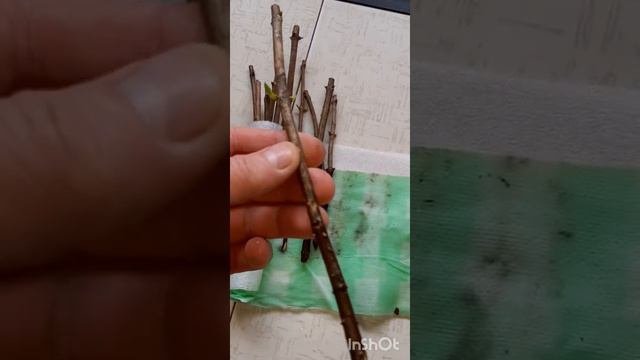 Укореняем черенки гортензий