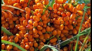 Какие экзотические фрукты Вы еще не пробовали?