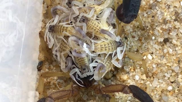 РАЗВЕДЕНИЕ СКОРПИОНОВ Hottentotta jayakari | Mating of scorpions Hottentotta jayakari смотреть онлайн