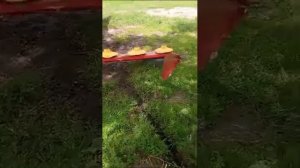 Косилка роторная навесная крн 2.1 ширина захвата 2.1 #сенокос #косилка #мтз80 #роторнаякосилка #крн