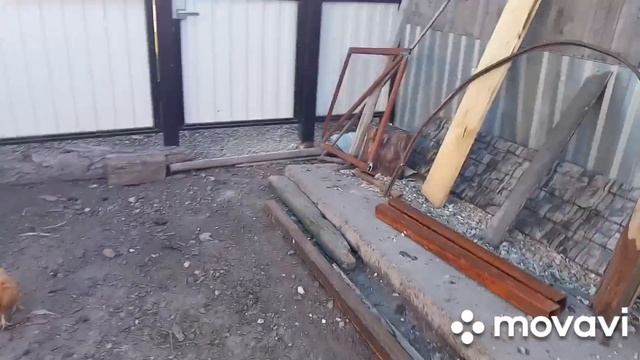 Работа  по полисаднику,переносится на.....?//5 августа 2023 г.
