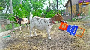 Козы сегодня хулиганят! Поспела черешня. Масик приболел.