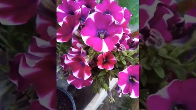 Однолетние и многолетние цветы