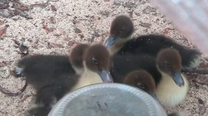 Мускусы или Муларды??? Апрель 2017 г.//Секреты хороших урожаев.