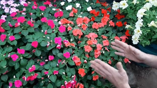 Неприхотливые Цветы и растения для сада и балкона цветущие все лето цветы