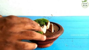 How to Make Moss Garden | Miniature Moss Garden | Moss Growing at Home | Growing Moss//GREEN DECOR