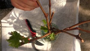 Проращивание черенков винограда, 100% результат! Быстро и просто.