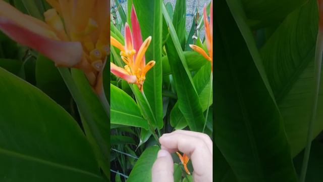 Bird-of-paradise flower, (Strelitzia reginae)