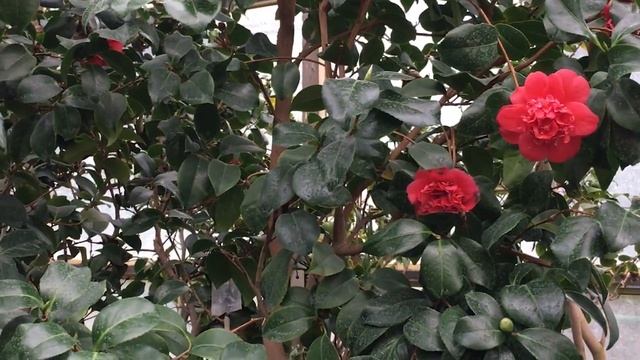 Жизнь 50+: Куда сходить в Киеве зимой? Цветущая оранжерея в феврале! смотреть онлайн