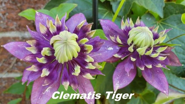 香雪兰Freesia开花了和三类铁线莲Clematis Princess Diana/Mongolian Bells/Taiga/Jackmanii Superba смотреть онлайн
