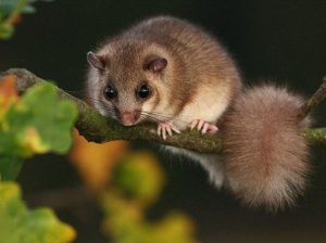 Лесная Соня.